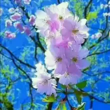 صورة NazlyM 4 