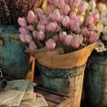 صورة Almira 2 